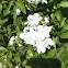 Phlox paniculata David