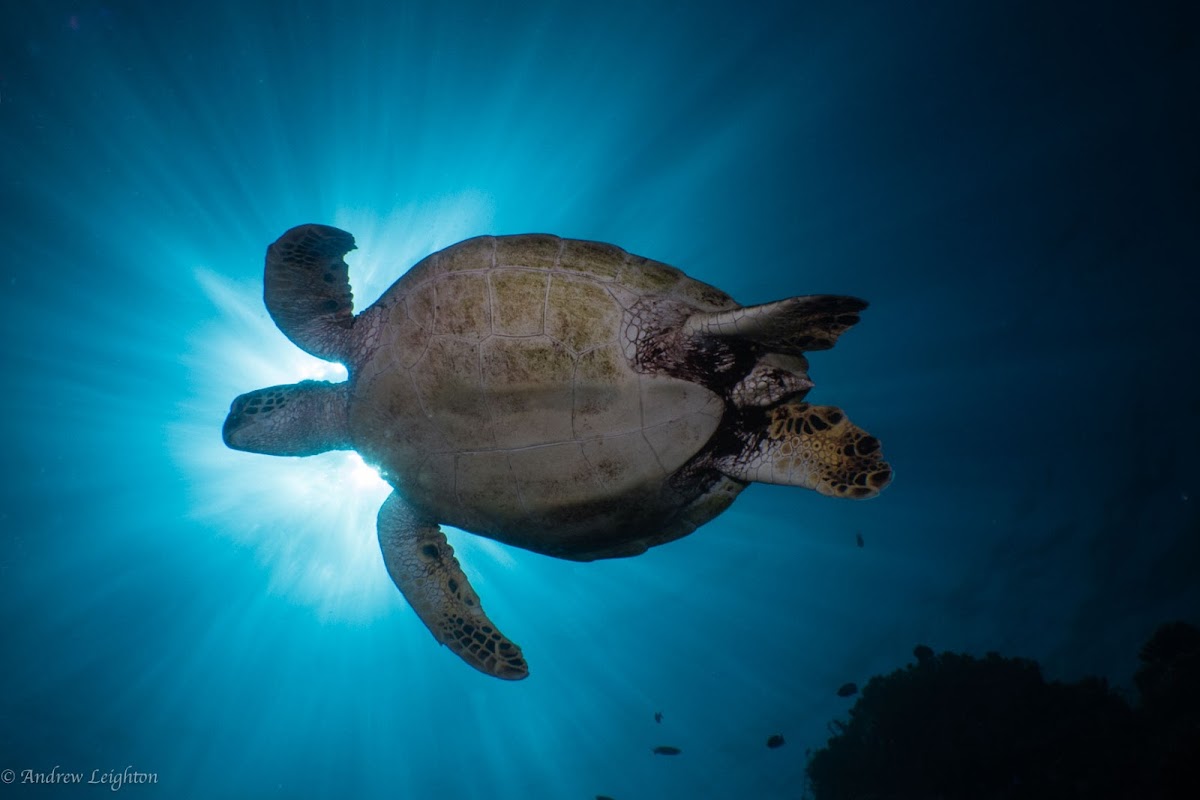 Green Sea Turtle