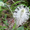 Hoary Plantain