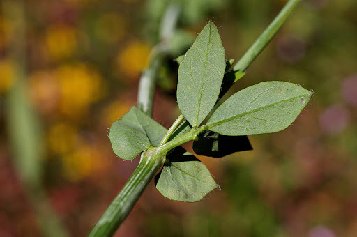 Lotus pedunculatus