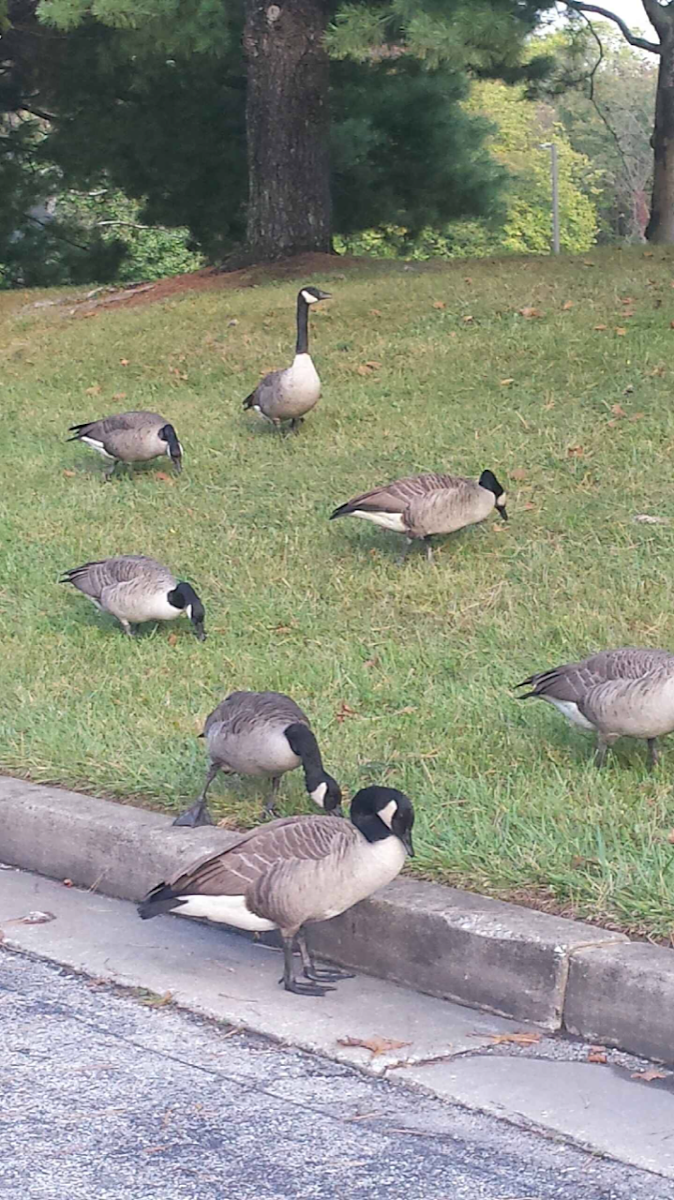 Canadian Goose