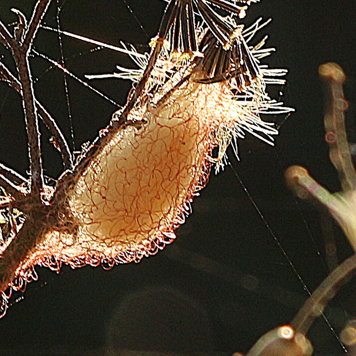 Tree Stump Spider with Egg Sac
