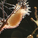 Tree Stump Spider with Egg Sac