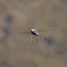 water strider