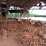 Proses Buatan Tepung Singkong