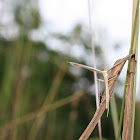 White Plume Moth