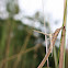 White Plume Moth