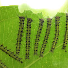 Lappet Moth Caterpillar