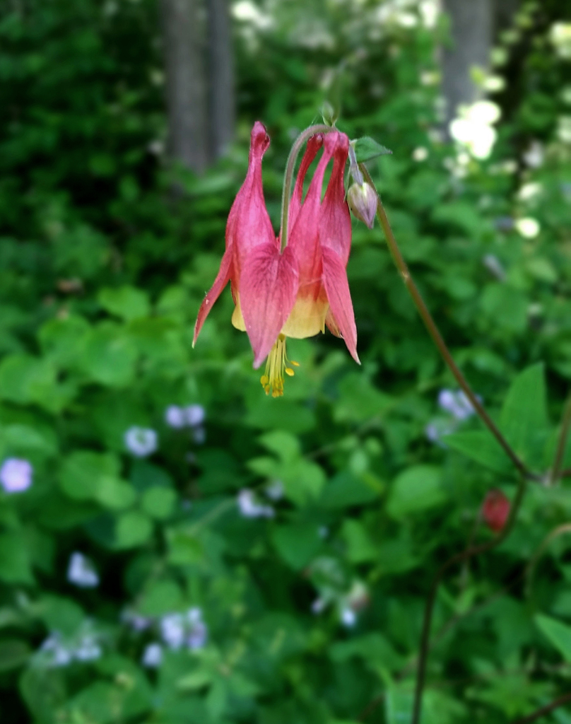 Wild Columbine