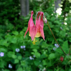 Wild Columbine