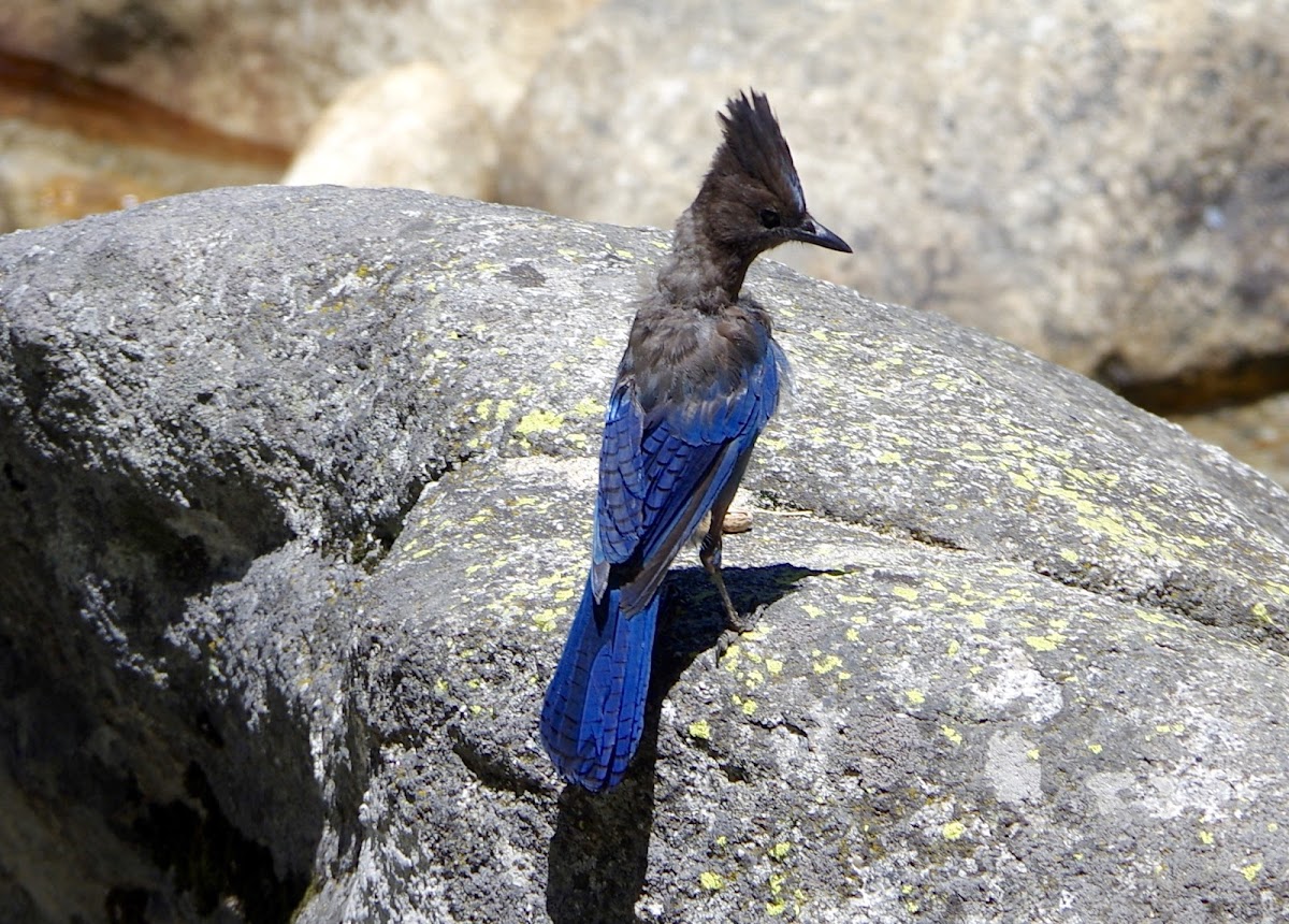 Stellar jay