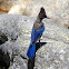 Stellar jay