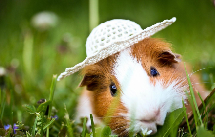 Guinea Pig Wallpaper Preview image 0