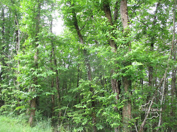 terrain à Siorac-en-Périgord (24)