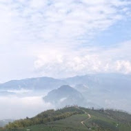 碧湖山觀光茶園