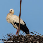 White Stork