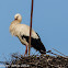 White Stork