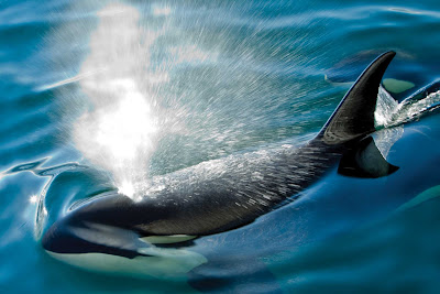 A large killer whale surfaces in Chatham Strait, Alaska, during a Lindblad Expeditions tour.