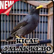 Pikat Jalak Kebo Offline  Icon