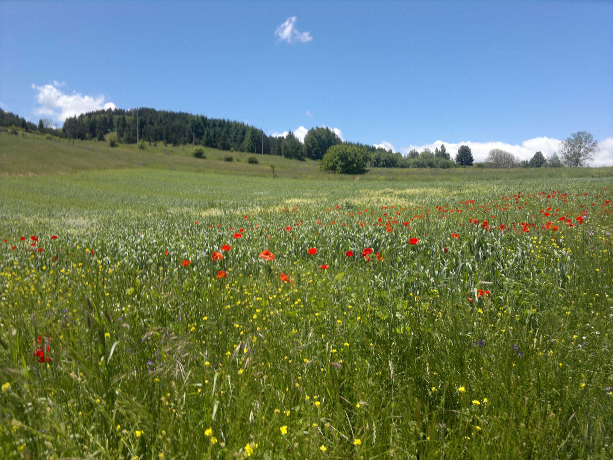 I colori della primavera di Manu76