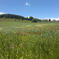 I colori della primavera di 