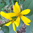 Hairy Sunflower