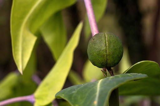 Euphorbia lathyris