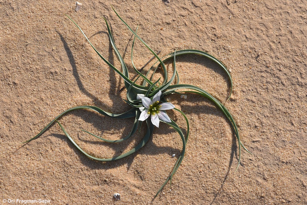 Desert androcymbium