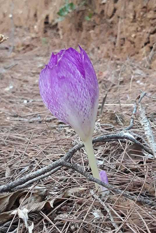 Crocus