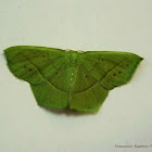 Emerald Moth