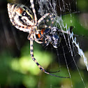 Banded Argiope