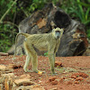 Yellow Baboon