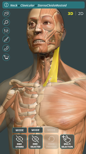 Visual Anatomy 3D Human