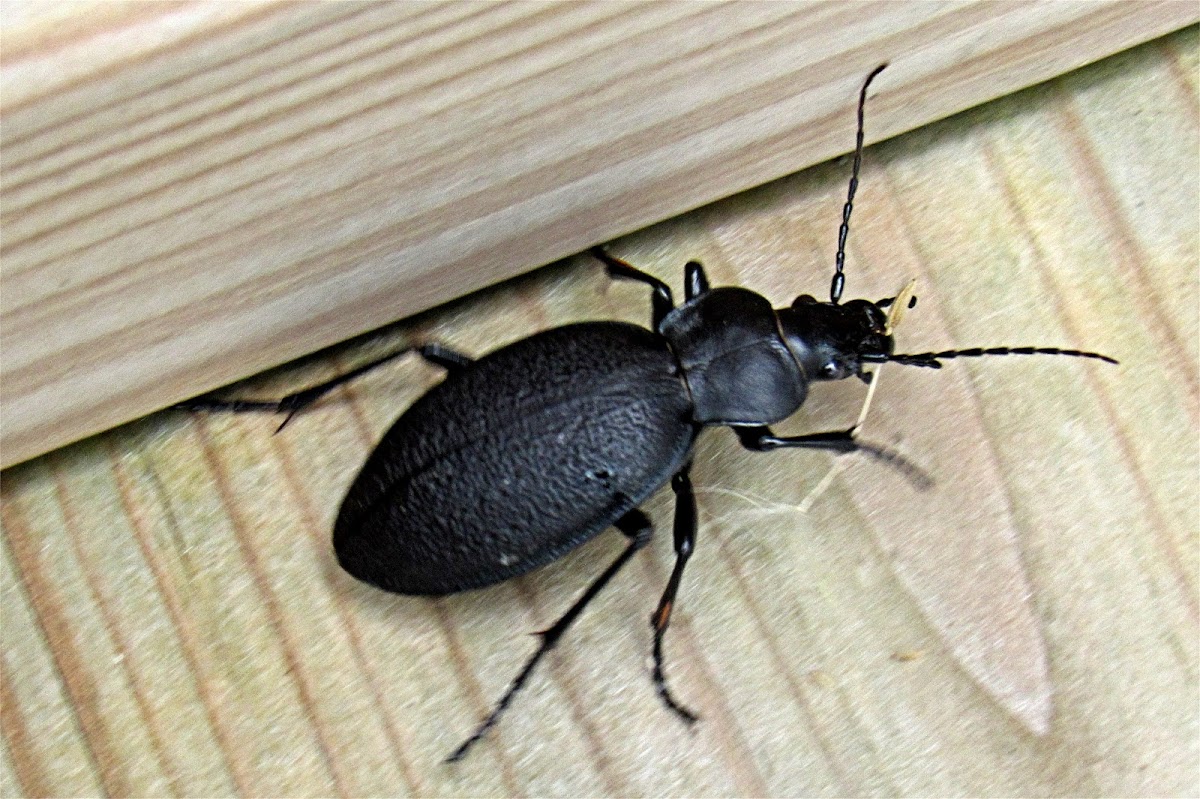 European Ground Beetle