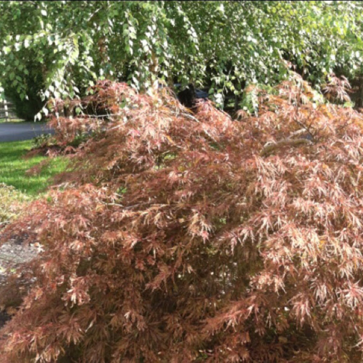 Japanese Maple