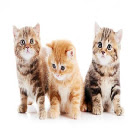 Adorable Kittens 2 Theme Chrome extension download