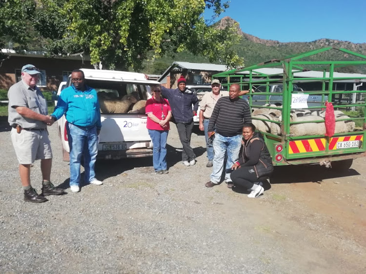 Members of the Komani police stock theft unit and crime intelligence unit recovered 48 sheep near Tylden on Sunday Picture: Supplied