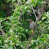 Garcita verdosa (Green heron)