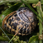 Rounded Snail