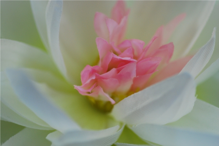 Delicato come un fiore di nephilem