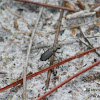 Ocellated Tiger Beetle