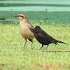 Chalk-browed mockingbird (with the brood parasite shiny cowbird)