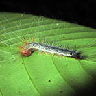 Caterpillar