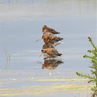 Black-tailed Godwit