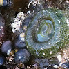 Giant Green Anemone