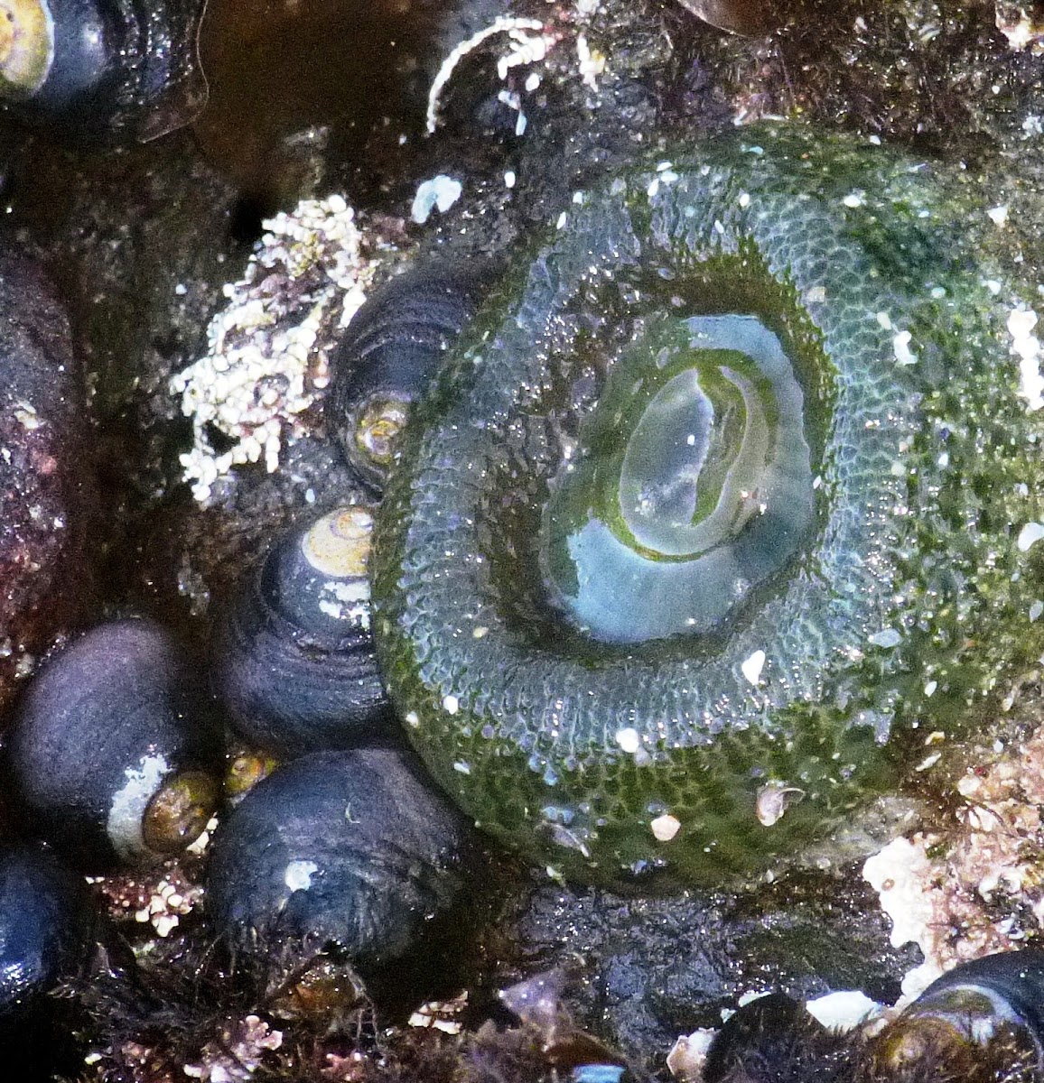 Giant Green Anemone