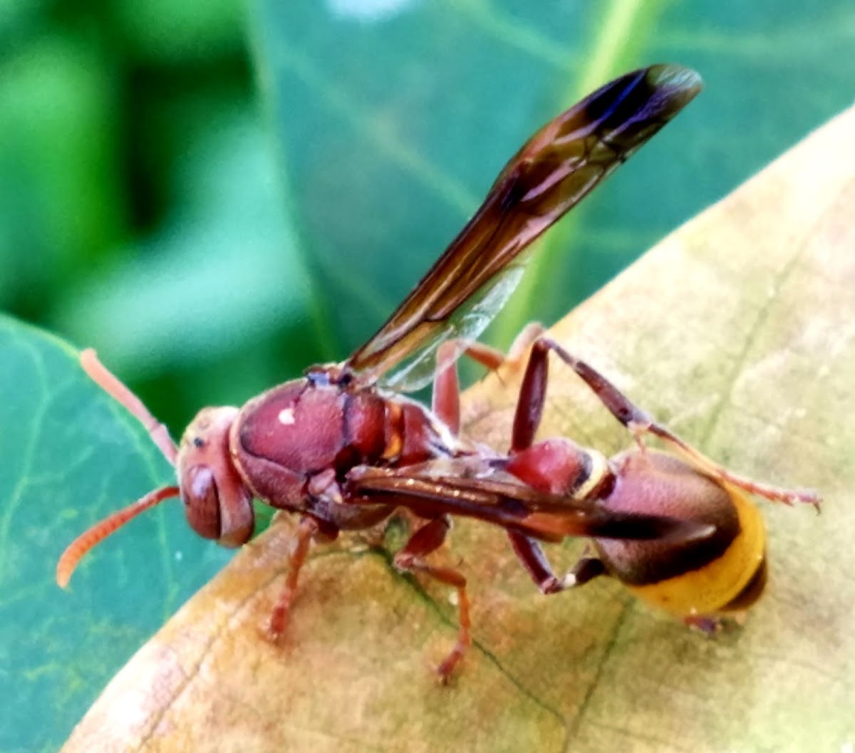 Ropalidia social Wasp