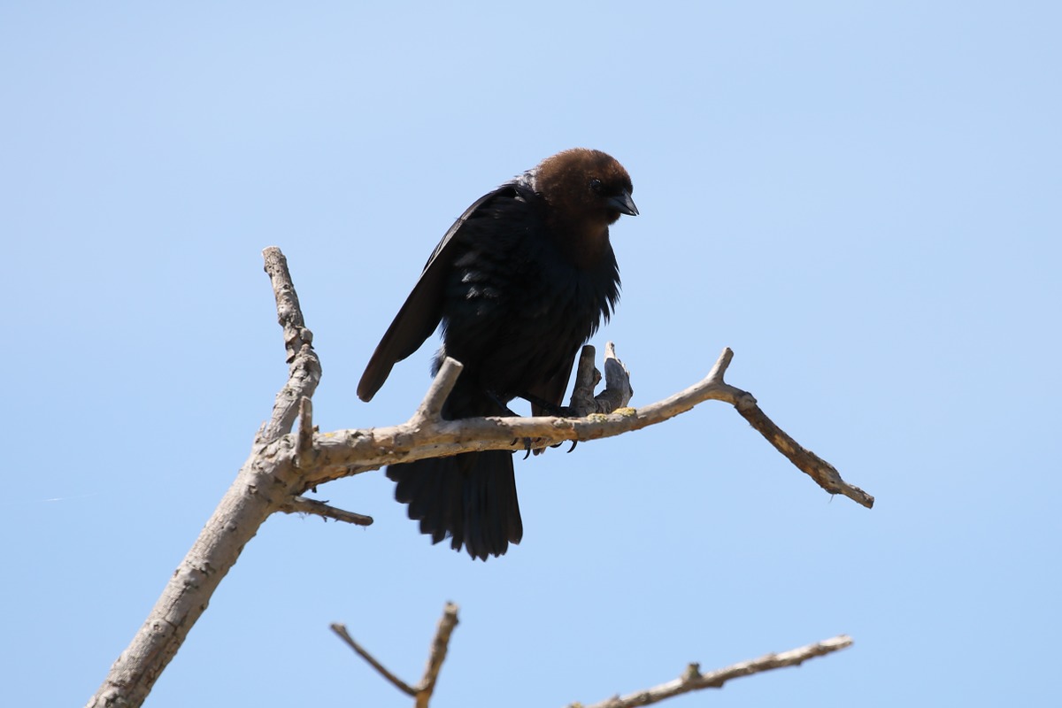 Brown headed crowbird