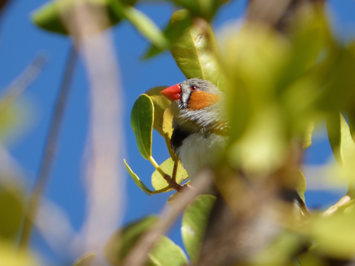 Zebra Finch (male)