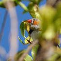 Zebra Finch (male)